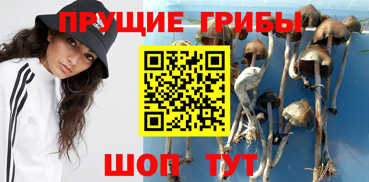 Псилоцибиновые грибы GOLDEN TEACHER Фролово